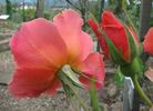 Florentia rose photo
