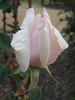 Lady Edgeworth David rose photo