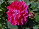 Charles Margottin rose photo