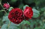 Humanity rose photo