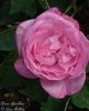 Appoline rose photo