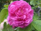 Duftendes Weisskirchen rose photo