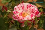 Rinascimento ® rose photo