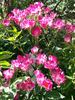 Madame Francisque Favre rose photo