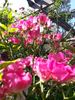 Madame Francisque Favre rose photo