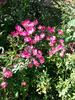 Madame Francisque Favre rose photo