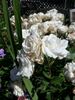 Geschwister Scholl rose photo
