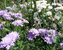 Geschwister Scholl rose photo