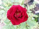 Raven ™ rose photo
