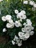 Crystal Fairy rose photo