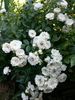 Crystal Fairy rose photo