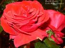 Dr. Zumel rose photo