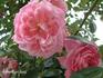 Madame Louis Ricard rose photo