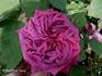 Madame de Mont Chauvau rose photo