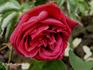 Jubilee rose photo