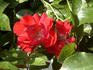 Chimo ® rose photo