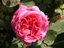 Cynthia rose photo