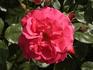 Elka Gaarlandt rose photo