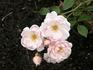 Estima rose photo