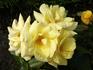 Golden Bay rose photo