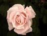 MACarnhe rose photo