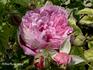 Général Barál rose photo