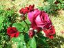 Charlotte Rampling ® rose photo
