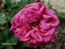 Henry IV rose photo