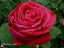 John Stuart Mill rose photo