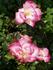 Aunt Ruth rose photo