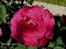 Baronne de Medem rose photo