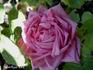 Emily Laxton rose photo