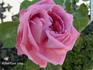 Henry Bennett rose photo