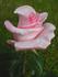 Gerda Hnatyshn rose photo