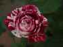 Arlette ® rose photo