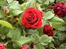 Dr. Jamain rose photo