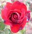 American Glory rose photo