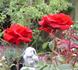 American Glory rose photo