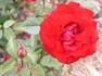 American Glory rose photo