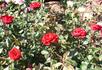 American Glory rose photo