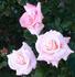 American Honor rose photo