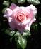 American Honor rose photo