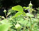 Gem of the Prairies rose photo