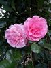 Dream Weaver ™ rose photo