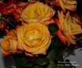 Anna Aguilera rose photo