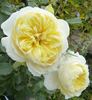 Crown Princess Mary ™ rose photo