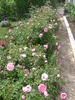 Enfant de France rose photo