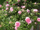 Enfant de France rose photo