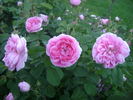 Enfant de France rose photo
