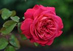 Star of the Nile ™ rose photo